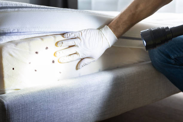 Best Affordable Pest Control Services  in Penngrove, CA