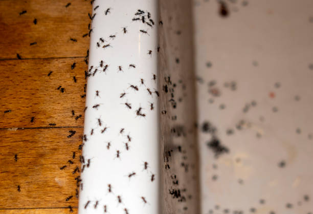 Best Emergency Pest Control  in Penngrove, CA