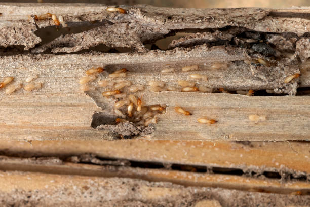 Best Mosquito Control Services  in Penngrove, CA